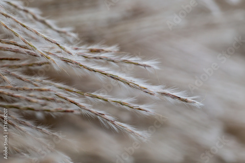 Maiden grass Miscanthus close up