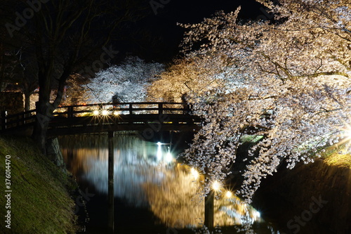 SAKURA  Cherry Blossoms at night time in Matsumoto castle  Nagano  Japan.