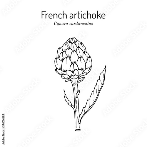 French, globe or green artichoke
