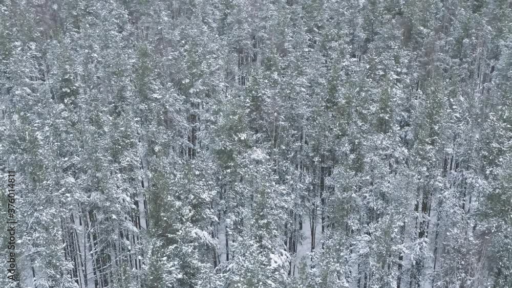 Aerial orbital high angle flight over frozen winter pine forest Aerial orbital high angle flight over frozen winter pine forest