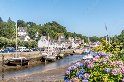 Hortensia à Pont Aven