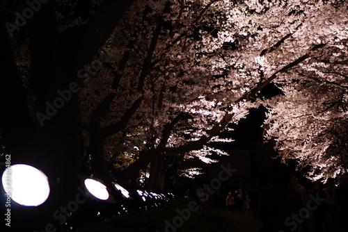 Scenic view of Illumination of Takada Castle Ruins Park in Sakura Spring Season, Joetsu, Niigate