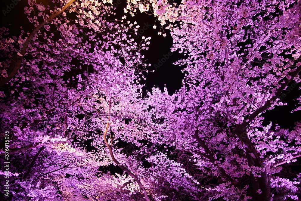 Scenic view of Illumination of Takada Castle Ruins Park in Sakura Spring Season, Joetsu, Niigate