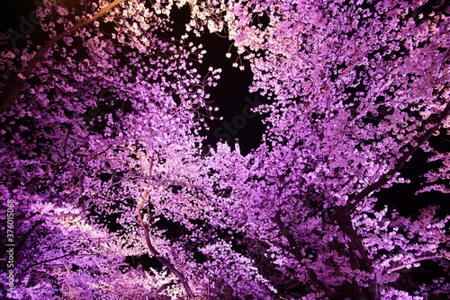 Scenic view of Illumination of Takada Castle Ruins Park in Sakura Spring Season, Joetsu, Niigate