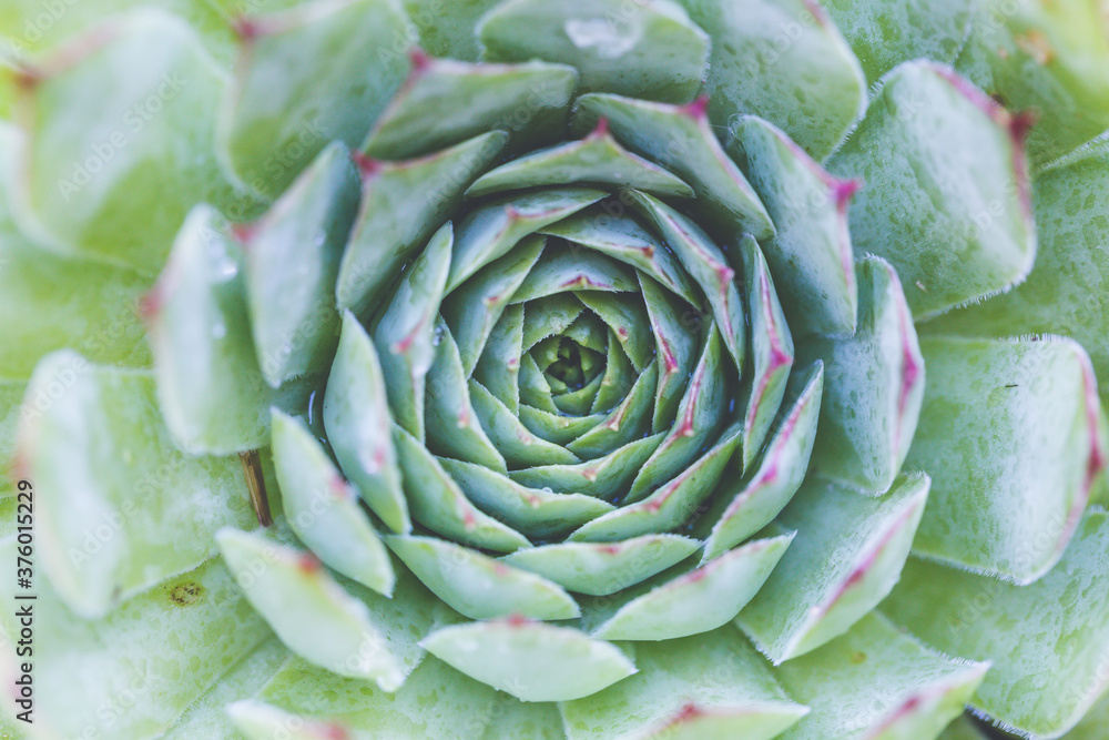 Obraz premium Succulent plant. background nature. Natural background Cactus succulent plant
