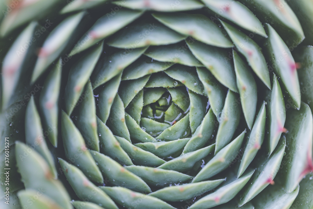 Fototapeta premium Succulent plant. background nature. Natural background Cactus succulent plant