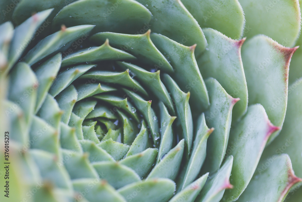 Succulent plant. background nature. Natural background Cactus succulent plant Succulent plant. background nature. Natural background Cactus succulent plant