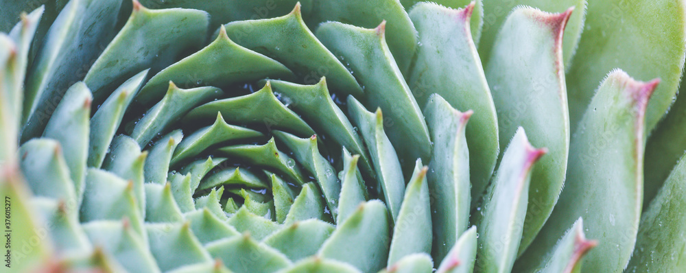 Succulent plant. background nature. Natural background Cactus succulent plant Succulent plant. background nature. Natural background Cactus succulent plant
