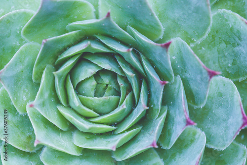 Succulent plant. background nature. Natural background Cactus succulent plant