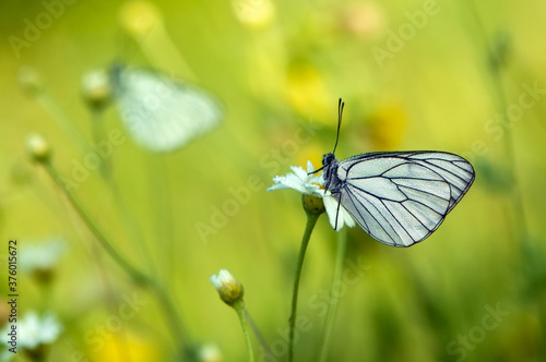 The butterfly Aporia crataegi covered with dew sits on a summer morning on a daisy flower