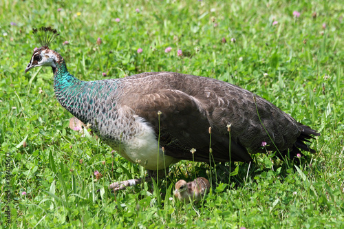 blauer_Pfau photo