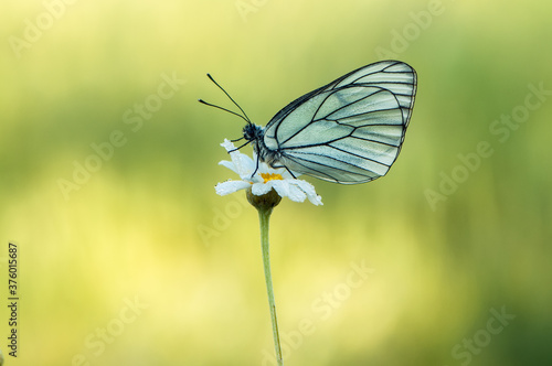 The butterfly Aporia crataegi butterflyrus covered with dew sits on a summer morning on a daisy flower