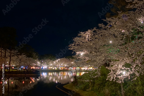 Scenic view of Illumination of Takada Castle Ruins Park in Sakura Spring Season, Joetsu, Niigate