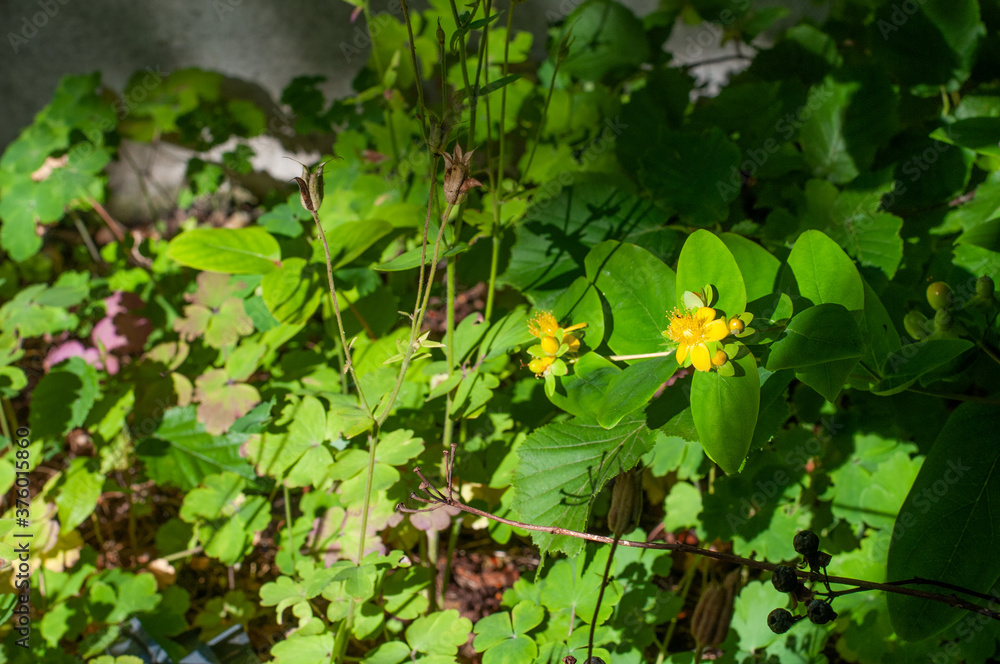 yellow flower of a tutsan or sweet-amber yellow flower of a tutsan or sweet-amber