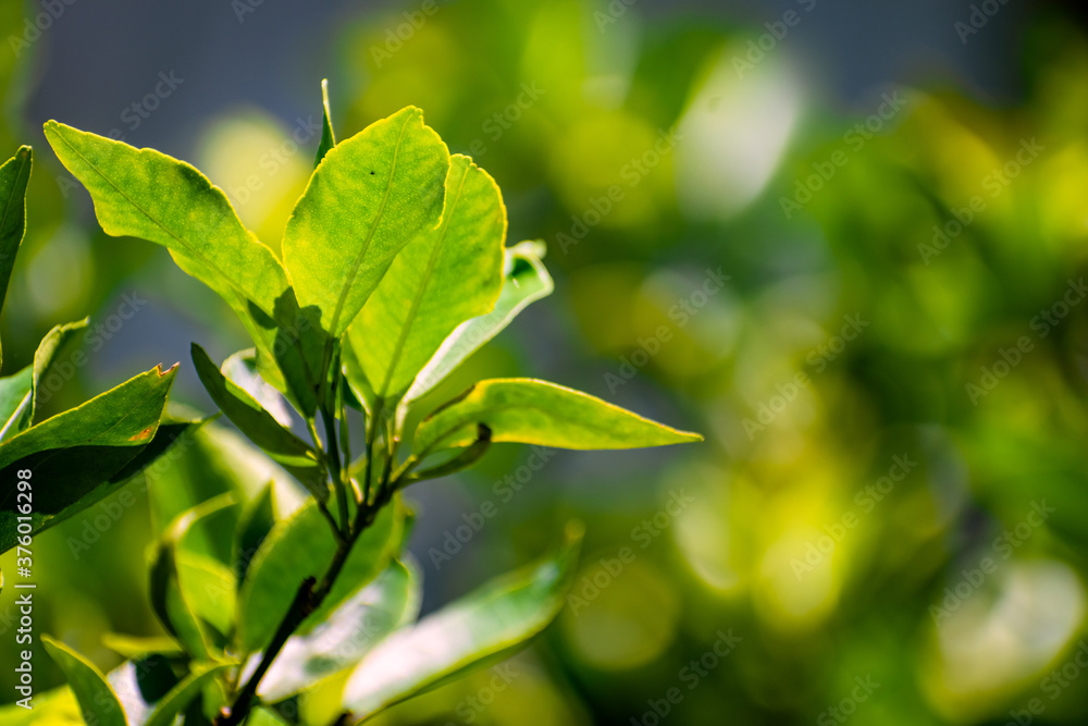 Nature photography of fresh green leaves on branches of trees, plants in garden and forest with sun beam in bright summer, spring blur nature background. Shallow Depth of Field, Copy Space For Text. Nature photography of fresh green leaves on branches of trees, plants in garden and forest with sun beam in bright summer, spring blur nature background. Shallow Depth of Field, Copy Space For Text.