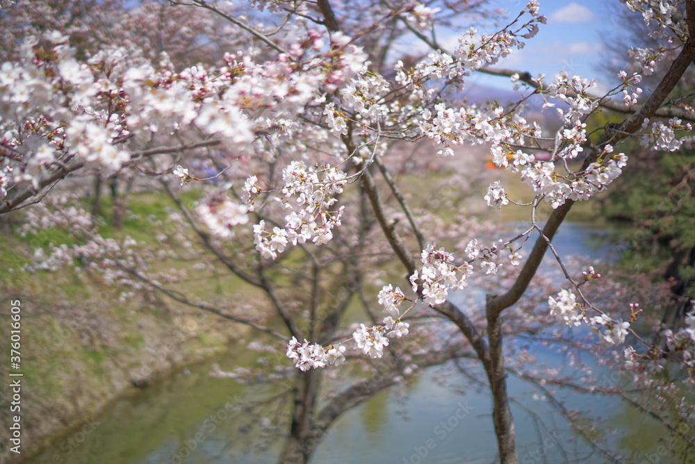 Season of sakura cherry blossoms at Ueda castle, Japan Season of sakura cherry blossoms at Ueda castle, Japan