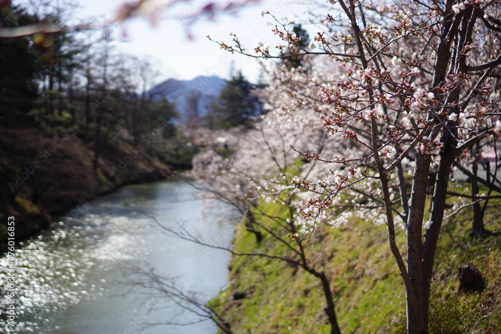 Season of sakura cherry blossoms at Ueda castle, Japan