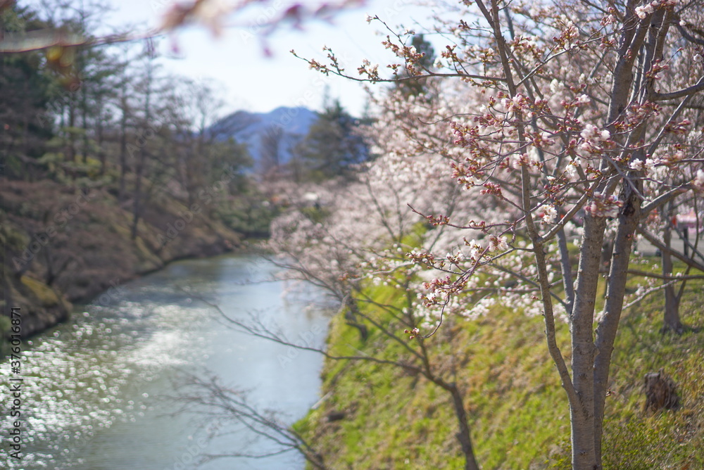 Season of sakura cherry blossoms at Ueda castle, Japan