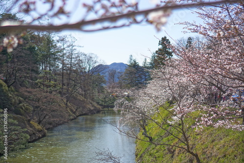 Season of sakura cherry blossoms at Ueda castle  Japan