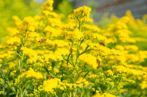 bees collect honey from yellow flowers on a sunny summer day