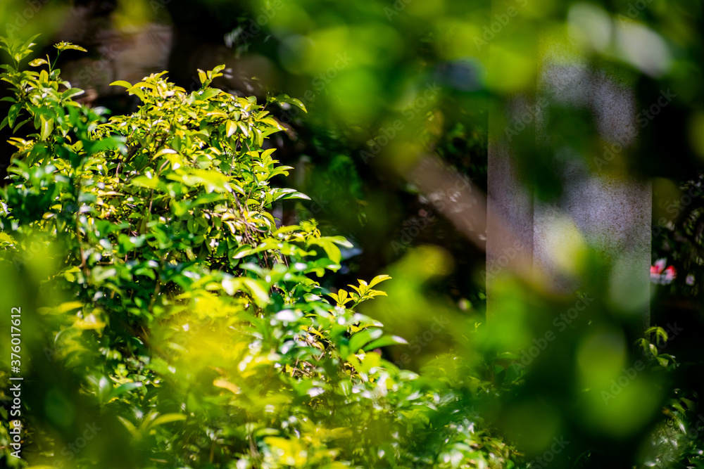 Nature photography of fresh green leaves on branches of trees, plants in garden and forest with sun beam in bright summer, spring blur nature background. Shallow Depth of Field, Copy Space For Text. Nature photography of fresh green leaves on branches of trees, plants in garden and forest with sun beam in bright summer, spring blur nature background. Shallow Depth of Field, Copy Space For Text.
