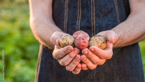 Farmer's hands show a few potatoes from the new crop
