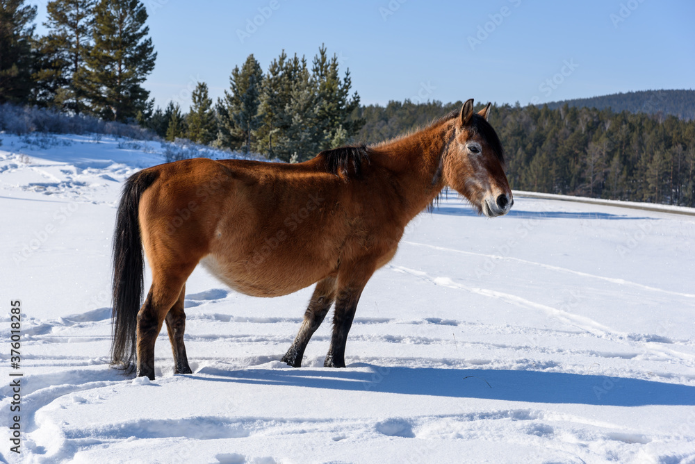 Wild brown horse stands on the road and looking to the camera in winter Wild brown horse stands on the road and looking to the camera in winter
