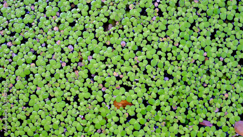 Lemnaceae, Lemna perpusilla Torr.and dry leaves on the surface in Swamp