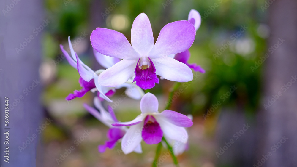 Close Up orchid flowers blooming on green leaves background . Beautiful flowers is a plant that can be easily grown Close Up orchid flowers blooming on green leaves background . Beautiful flowers is a plant that can be easily grown