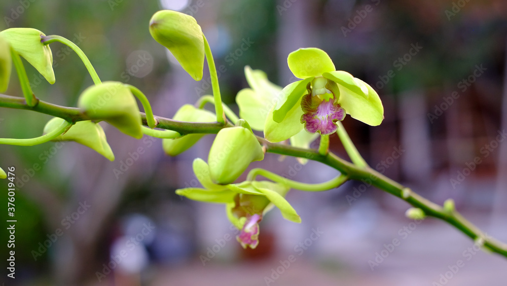 Close Up orchid flowers blooming on green leaves background . Beautiful flowers is a plant that can be easily grown Close Up orchid flowers blooming on green leaves background . Beautiful flowers is a plant that can be easily grown