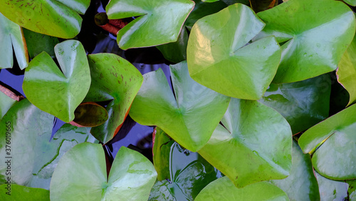 Close Up. Lotus green leaves in basin .  Beautiful lotus is a plant that can be easily grown