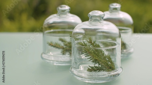 Fir tree branches in glass jars