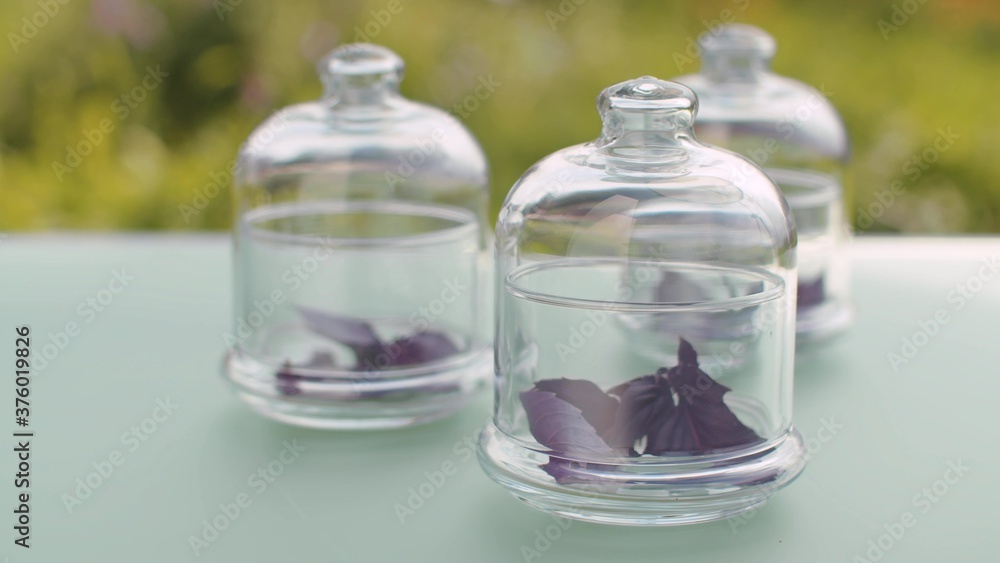Purple basil leaves in glass jars Purple basil leaves in glass jars