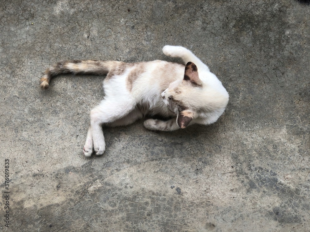 Fototapeta premium Cat laying down on cement ground floor,cleaning itself with comfortable gesture