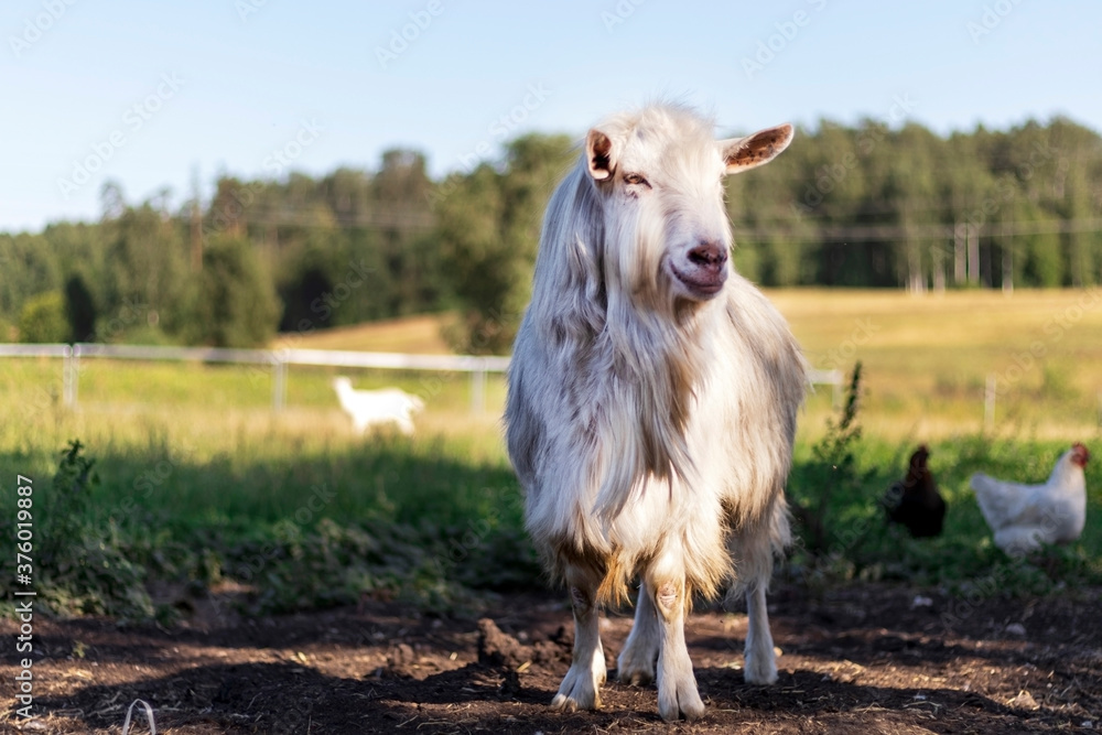 Hornless white goat male in the domestic animal farm