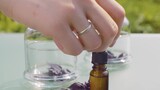Purple basil leaves and essential oil