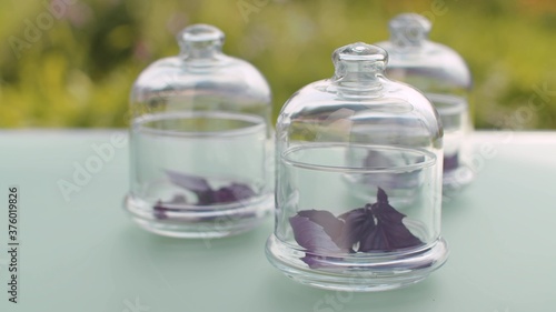 Purple basil leaves in glass jars