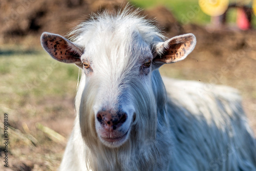 Hornless white goat male in the domestic animal farm © nomadkate