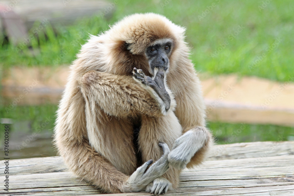 Obraz premium Weisshandgibbon