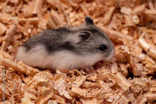 Campbell's dwarf hamster of the species Phodopus campbelli photo