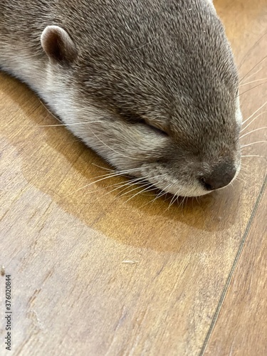 close up of a seal