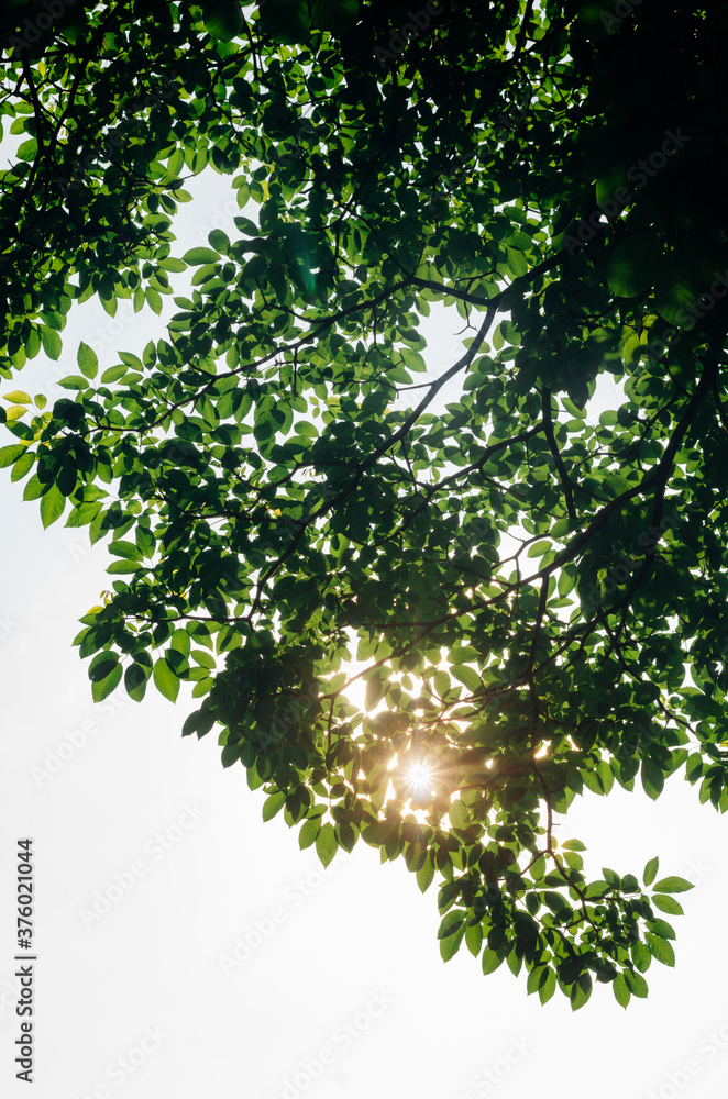 green leaves in the sun green leaves in the sun