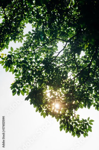 green leaves in the sun