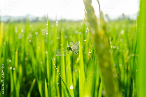 Green rice plant with dew drops
