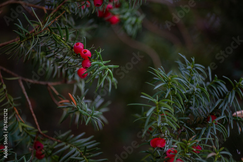 Western yew berries close up on a tree
