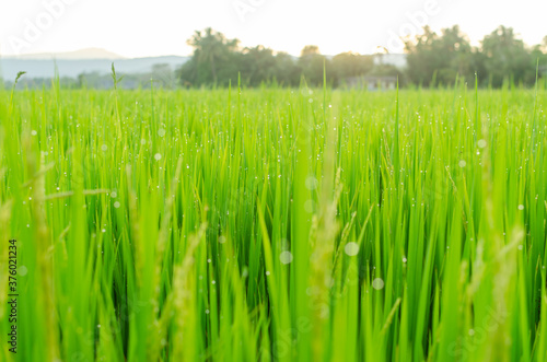 Green rice plant with dew drops