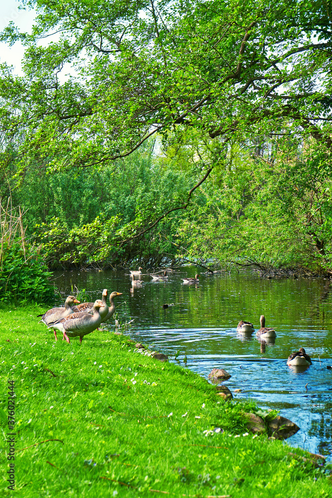 Fototapeta premium Gray geese by the river under trees. (Anser anser domesticus)