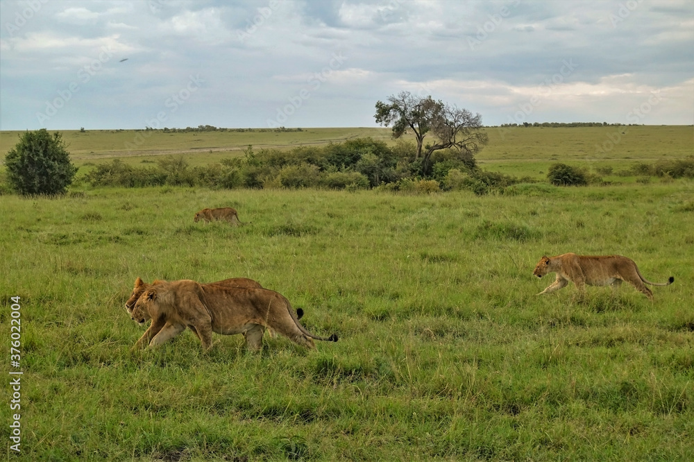 Pride of lions is going to hunt. Wild animals walk in one direction on the green grass of the savannah. Cloudy. Evening in Kenya. Masai Mara park.