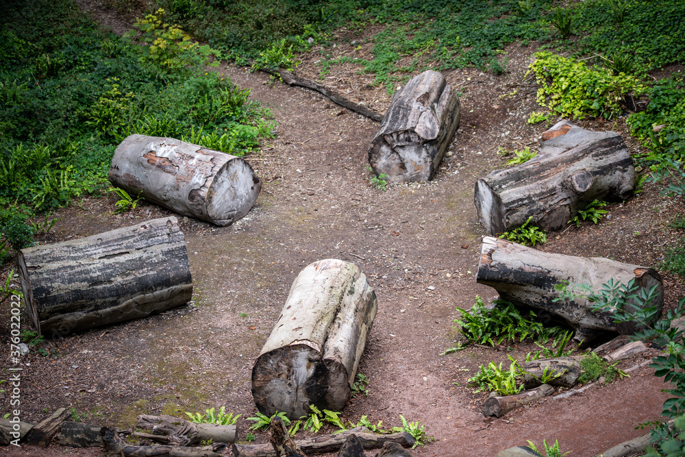 Obraz premium old axe in the forest
