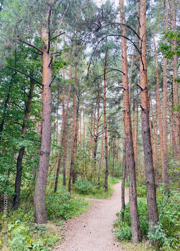 Naklejka premium trees in the forest
